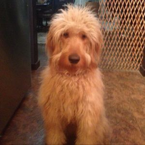 Meet your Posher, Jenny